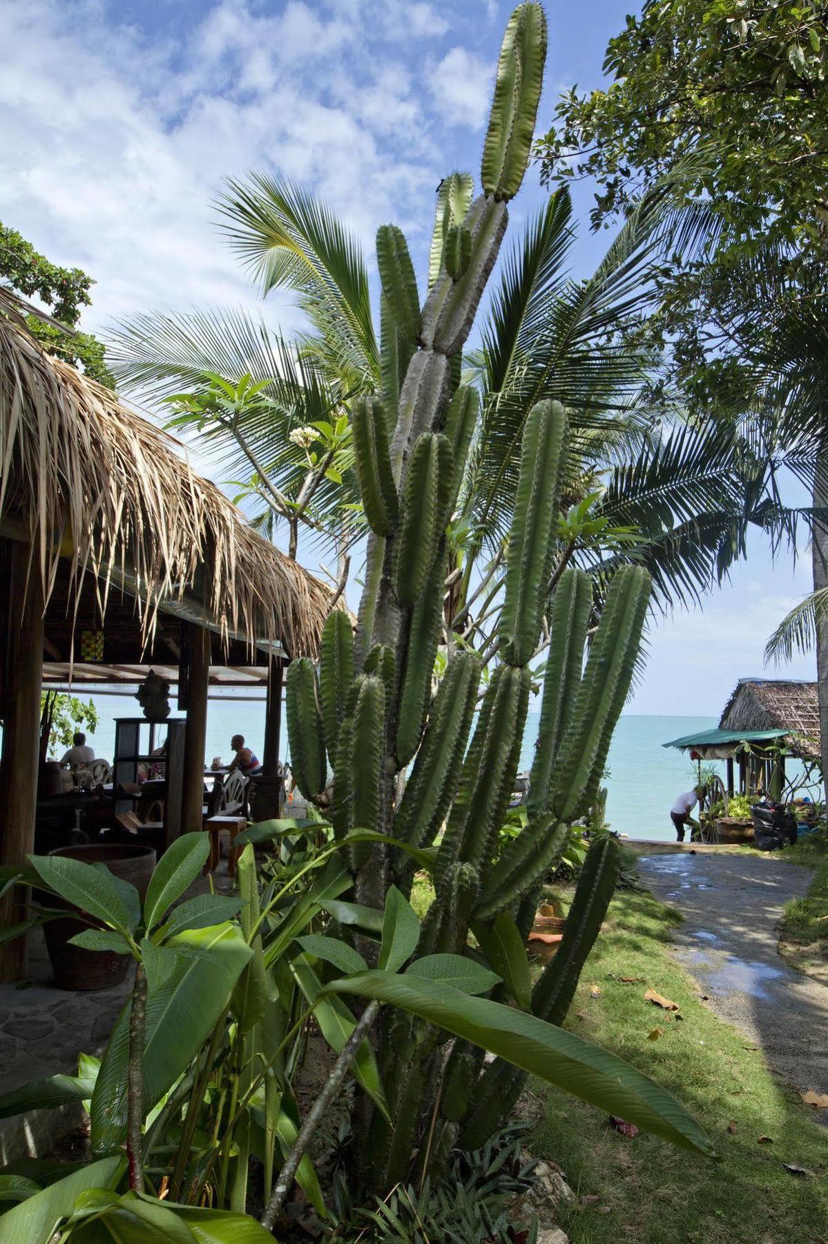 Cactus Bungalow Koh Samui Dış mekan fotoğraf